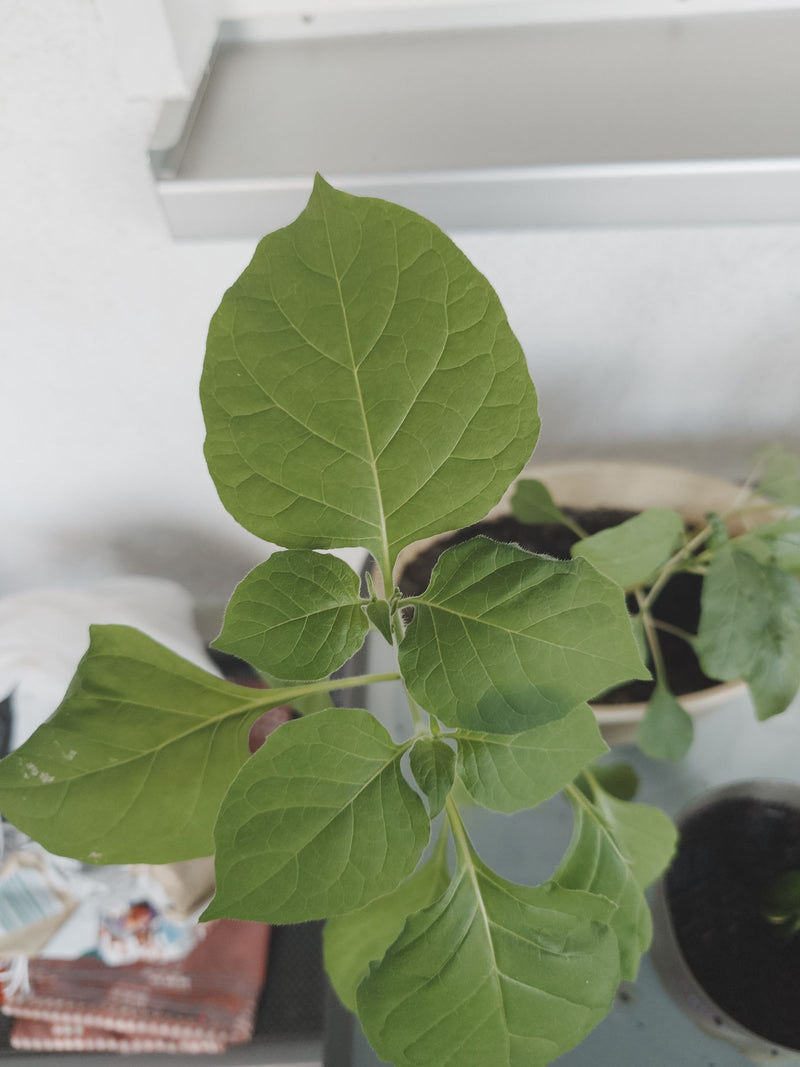 Belladonna — foto 1 di 2
