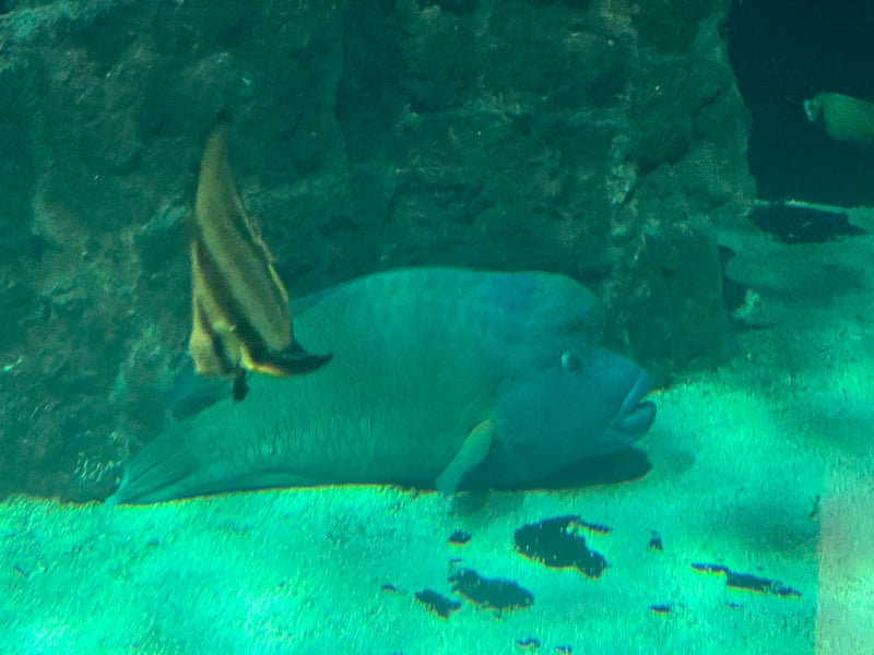 Pesce Napoleone — Bild 1
