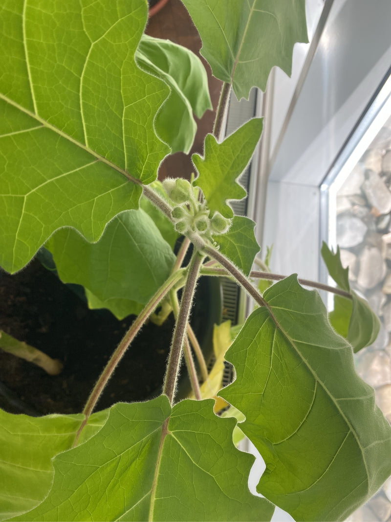 Una pianta di lulo (Solanum quitoense) in vaso, con fusti finemente pelosi, grandi foglie lobate e boccioli floreali in formazione.