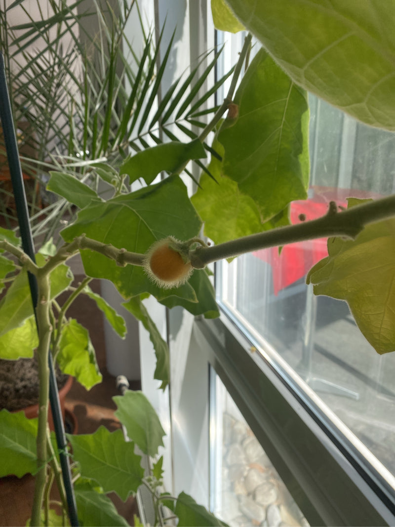 Una pianta di lulo con un frutto arancione tipicamente peloso che cresce vicino a una finestra luminosa.