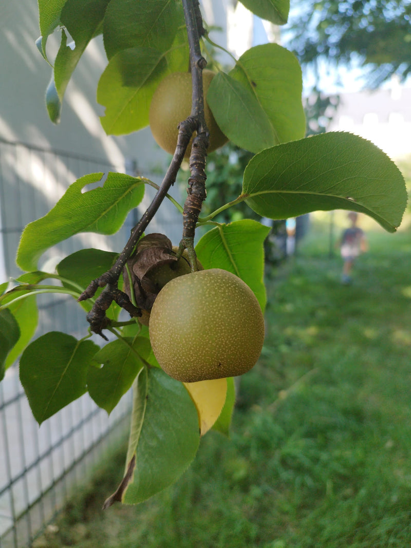 L'immagine mostra frutti di nashi maturi appesi a un ramo con foglie verdi. Lo scatto è ripreso da una prospettiva ravvicinata all'aperto.