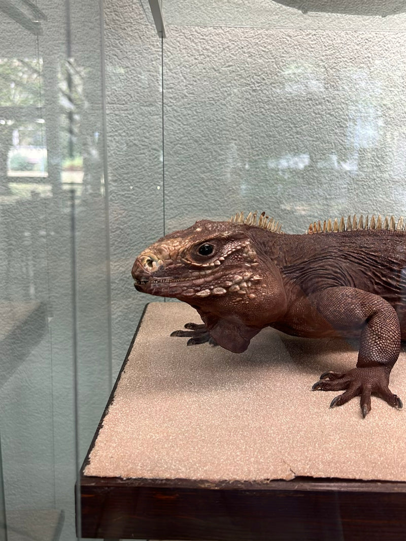 Nashornleguan — foto 1 di 1