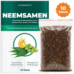 Neemsamen - 10 Stück