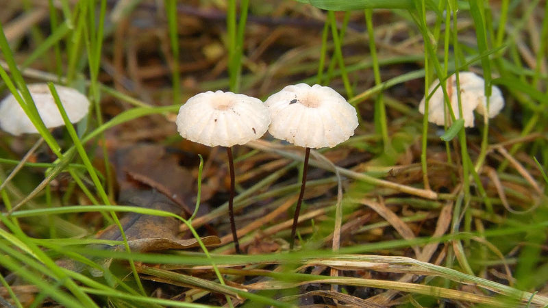 Diversi piccoli corpi fruttiferi di Marasmius oreades crescono nell'erba con gambi sottili e cappelli convessi.