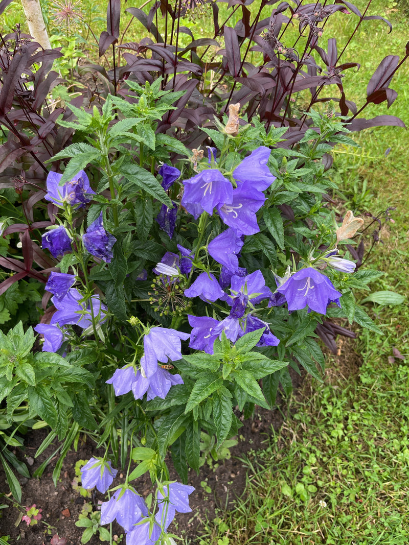 Campanula dalle foglie di ortica — foto 1 di 6