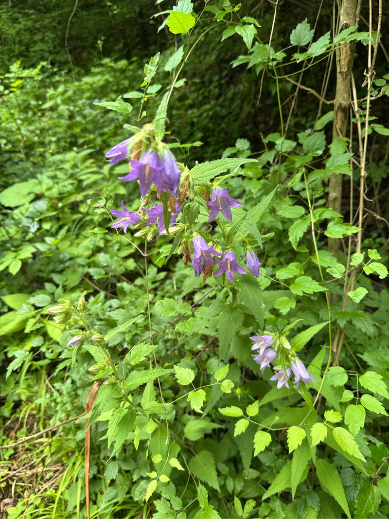 Campanula dalle foglie di ortica — foto 2 di 6