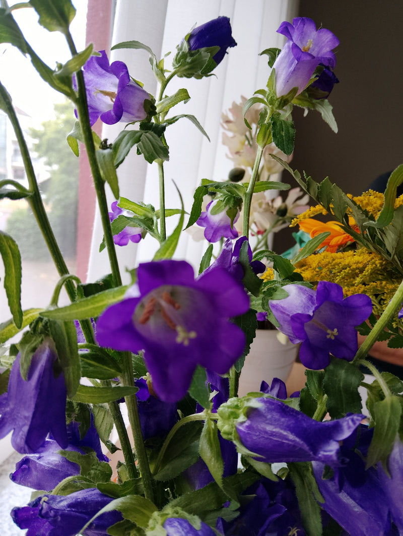 Campanula dalle foglie di ortica — foto 4 di 6
