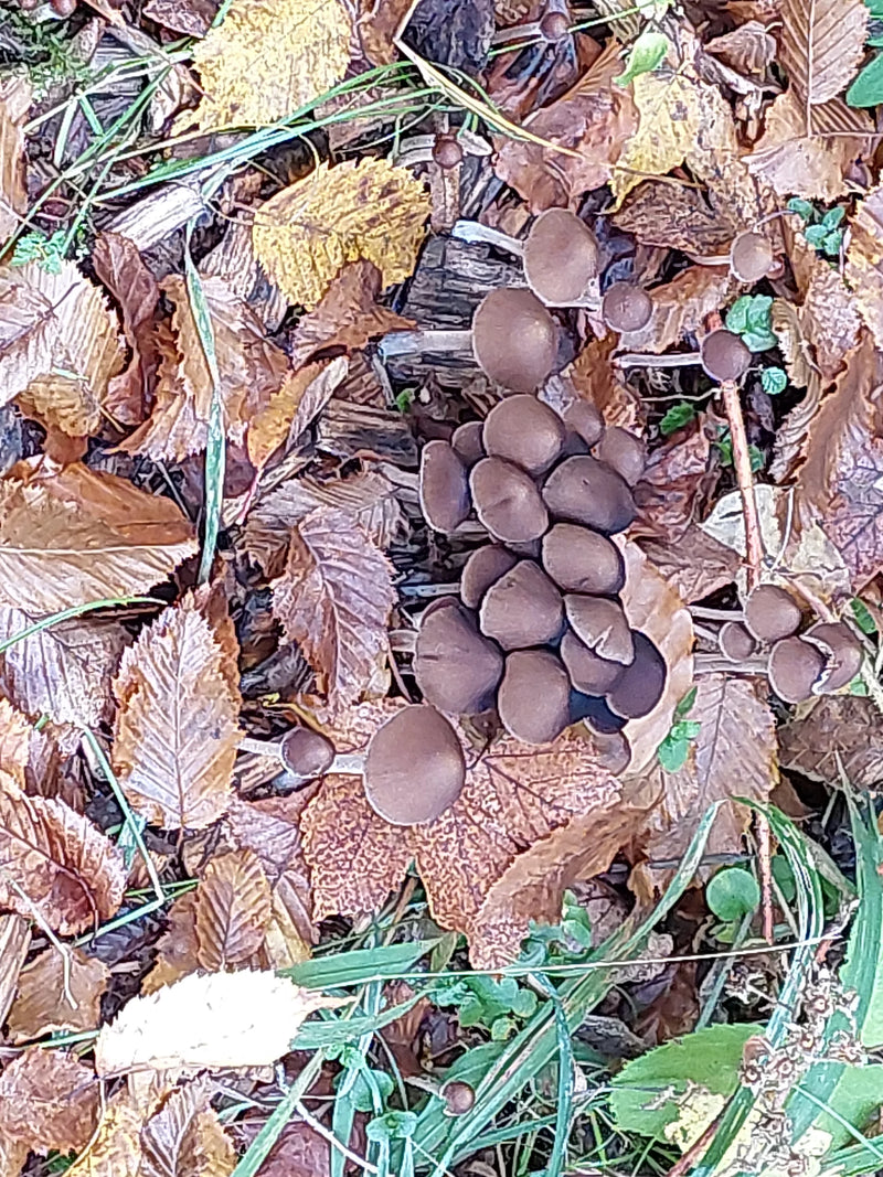 Un gruppo di funghi Mycena galericulata cresce tra le foglie cadute sul terreno del bosco.