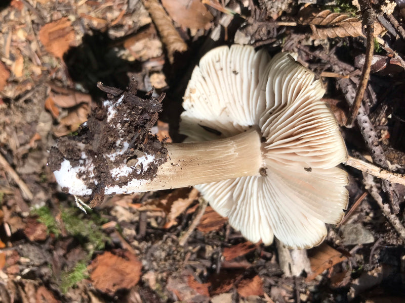 Si vede un singolo corpo fruttifero di Mycena galericulata dal basso, adagiato sul terreno del bosco. L'immagine mostra chiaramente le lamelle biancastre e i...