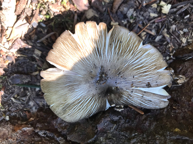 Si vede un fungo del genere Mycena che cresce su legno morto visto dall'alto. Il cappello mostra le tipiche scanalature radiali.