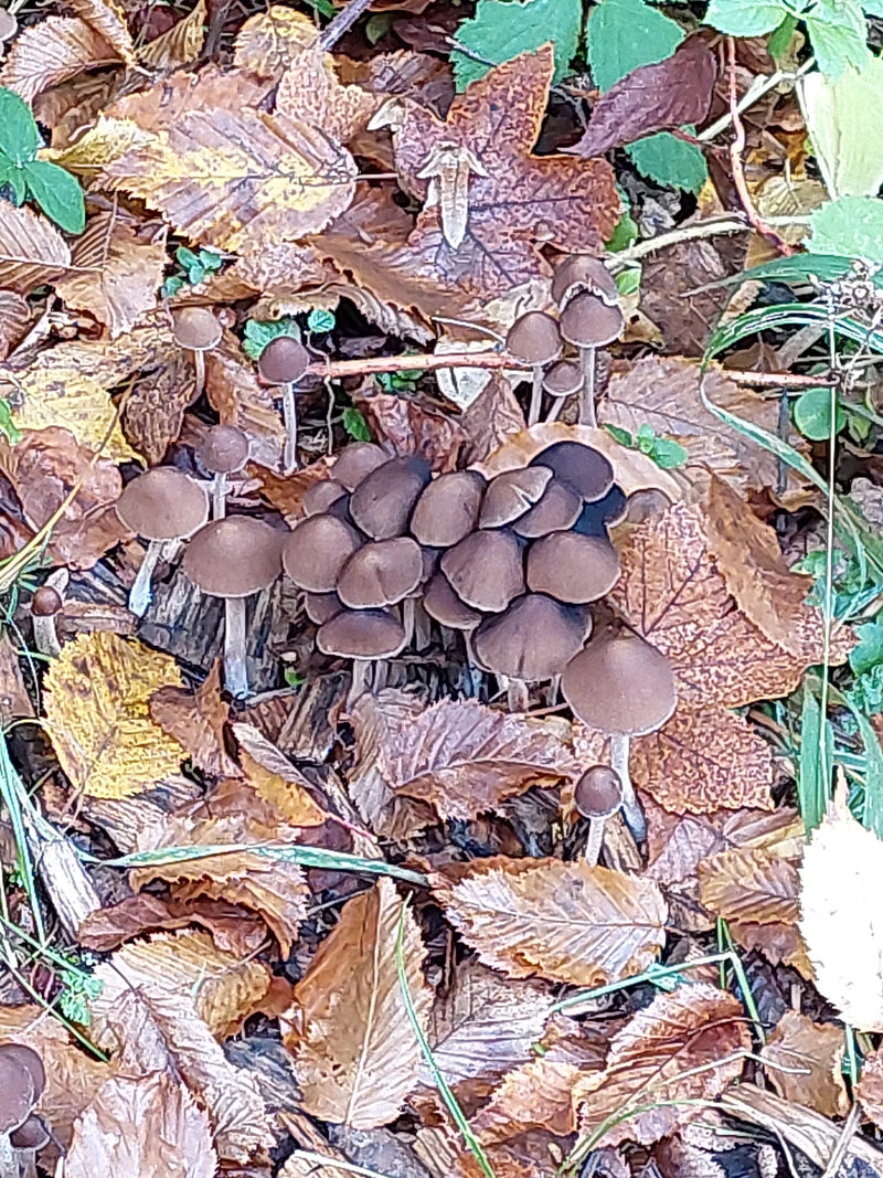 Un gruppo di micene scanalate cresce sul suolo della foresta tra foglie secche marroni.