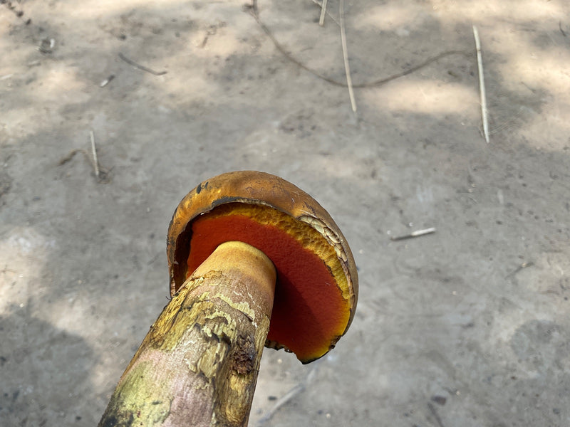 Porcini della strega dal gambo netto — Bild 1
