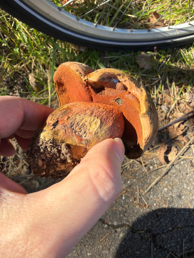 Porcini della strega dal gambo netto — foto 3 di 15