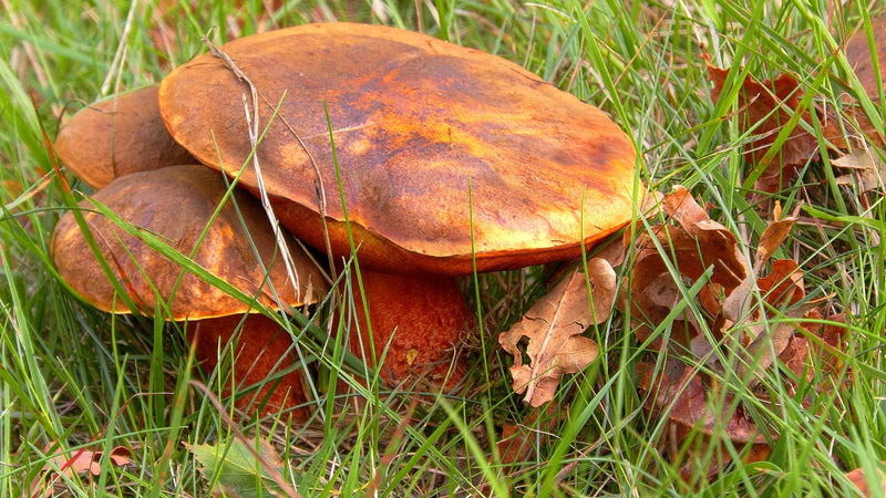 Porcini della strega dal gambo netto — foto 5 di 15