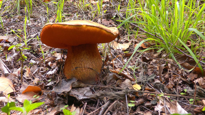 Porcini della strega dal gambo netto — foto 2 di 15