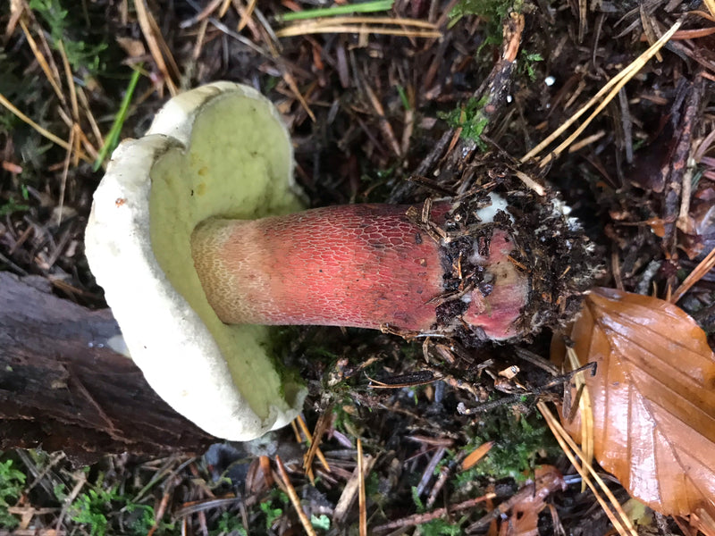 Porcini della strega dal gambo netto — foto 4 di 15