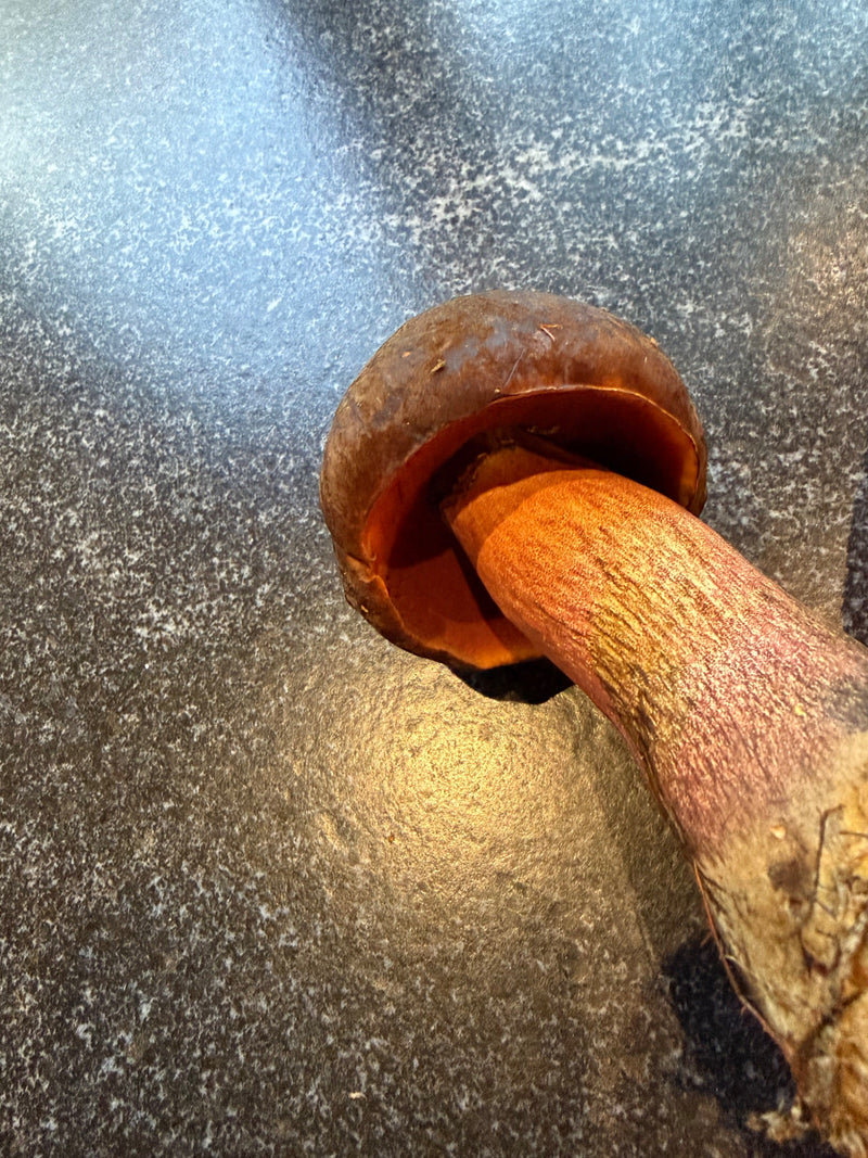 Porcini della strega dal gambo netto — foto 1 di 15