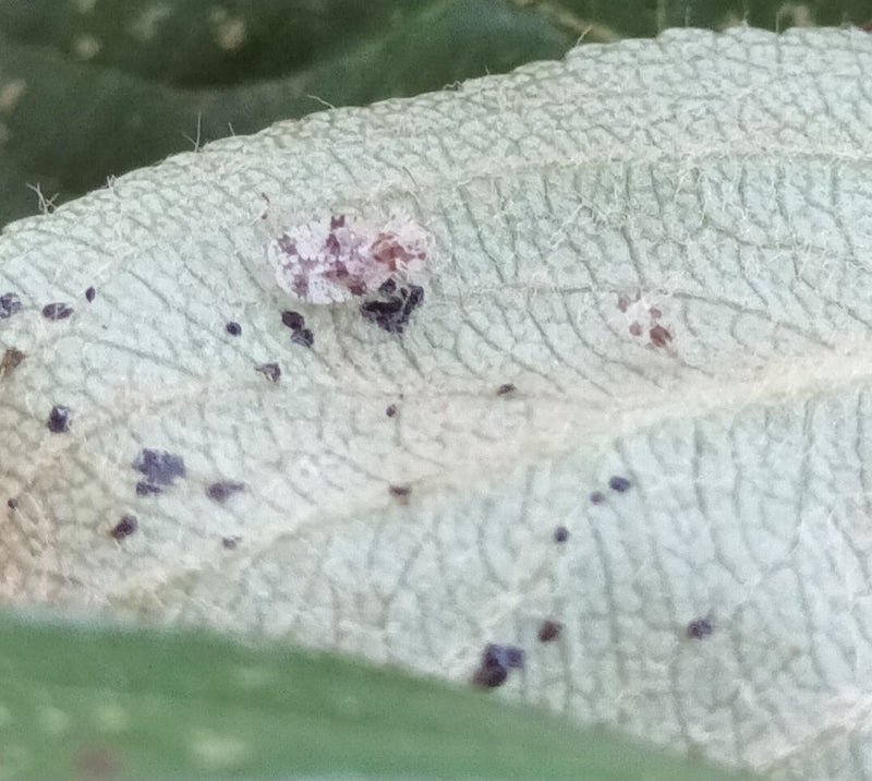 Bug web di Corythucha — Bild 1