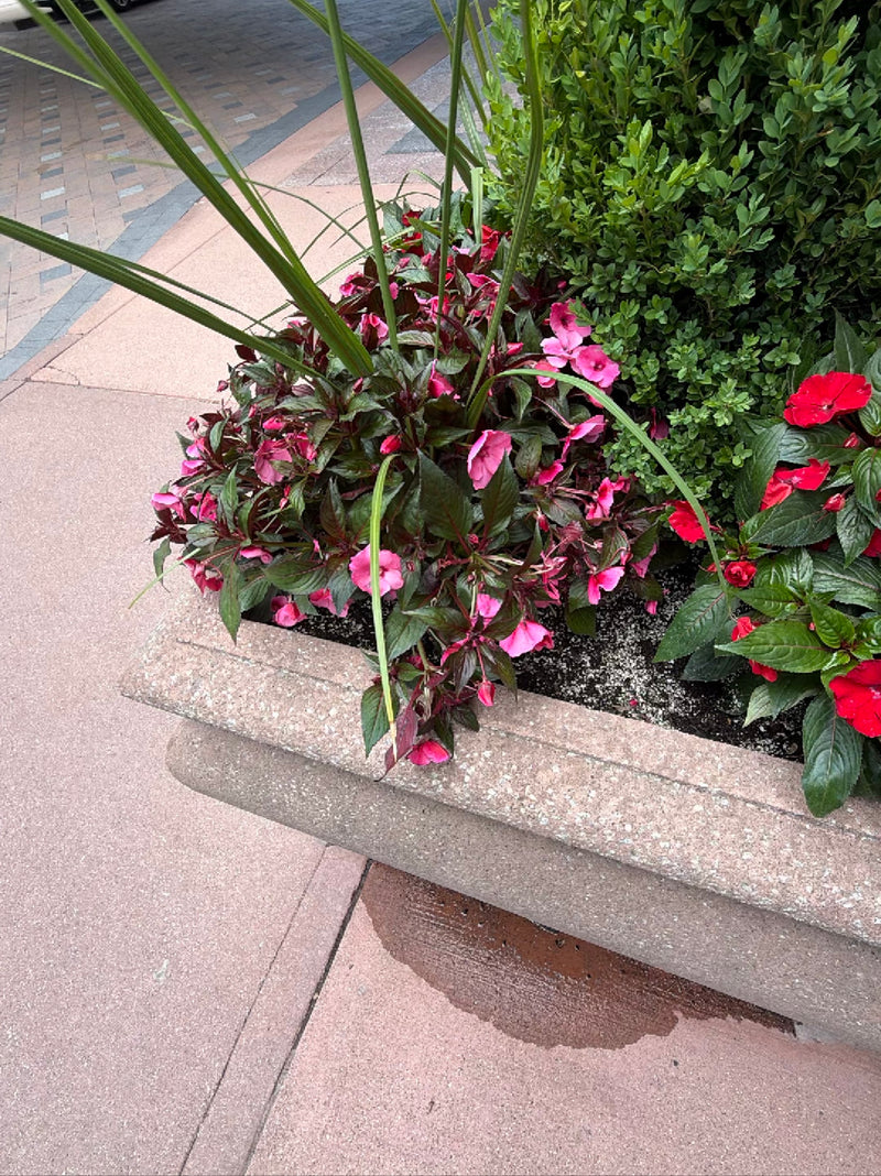 Impatiens della Nuova Guinea — Bild 1