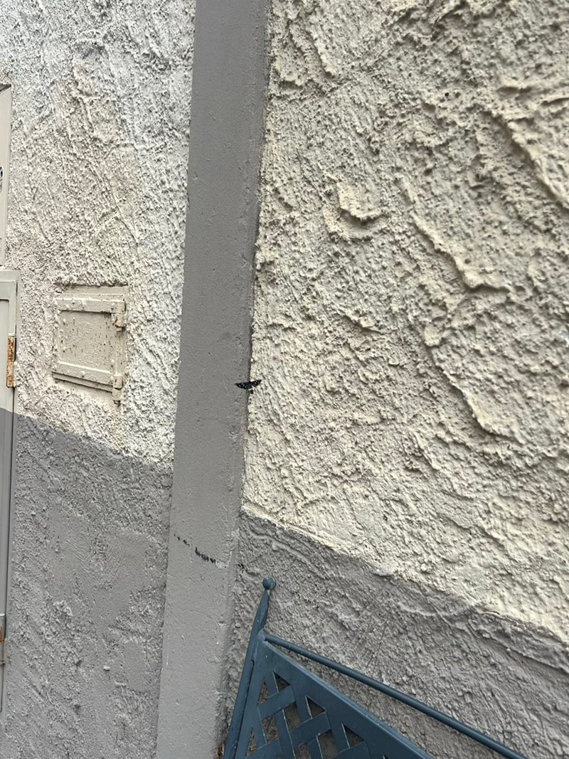 Un'amata si trova a una certa distanza su una parete intonacata di una casa. Il soggetto appare molto piccolo nell'immagine.
