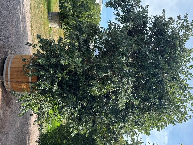 Neuseeländischer Eisenholzbaum — foto 2 di 2