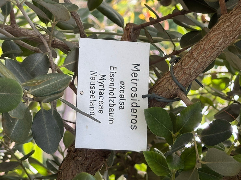 Neuseeländischer Eisenholzbaum — foto 1 di 2