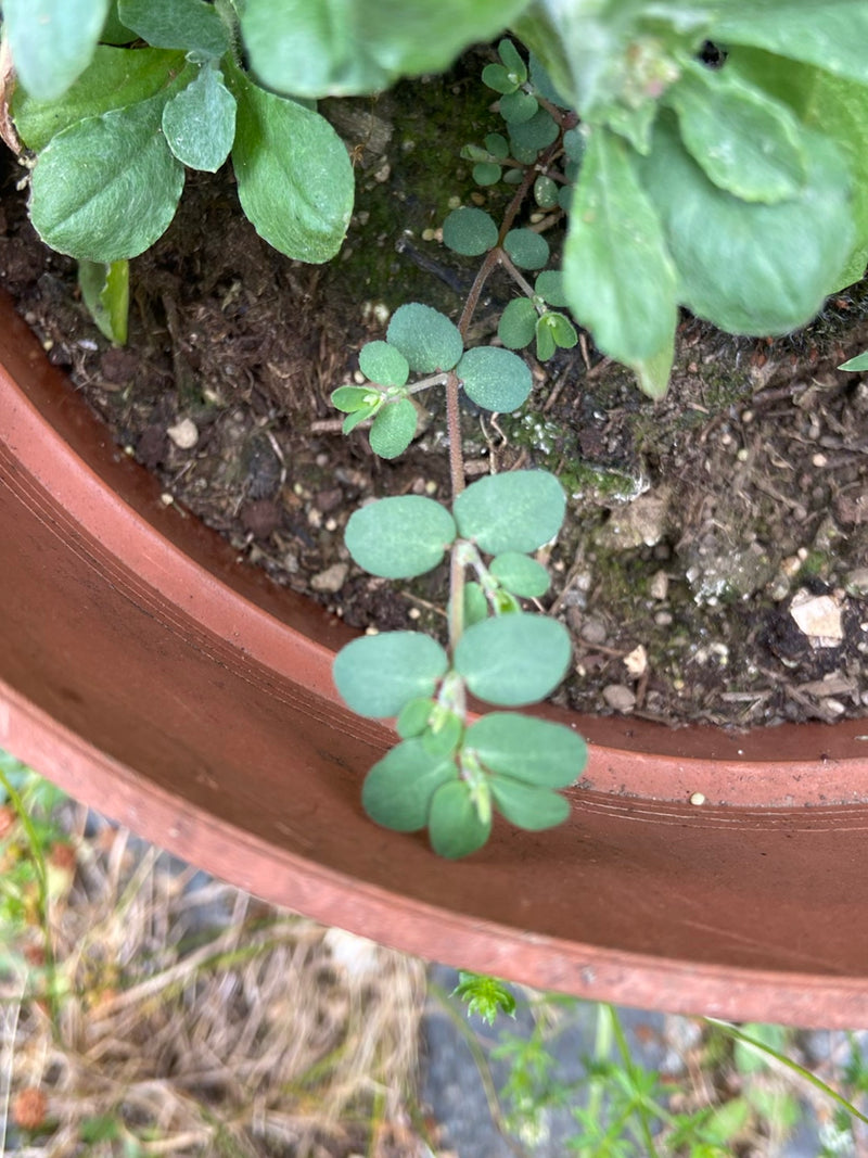 Euforbia prostrata — Bild 1