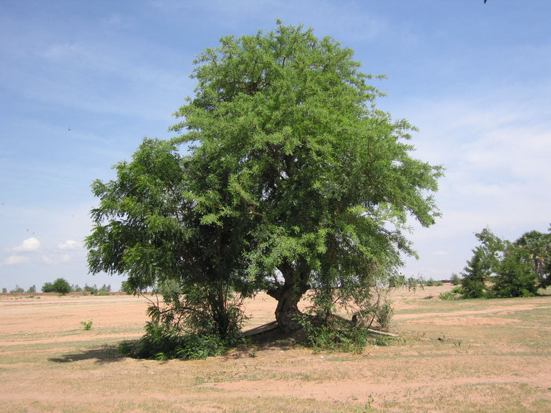 Niembaum — foto 2 di 2