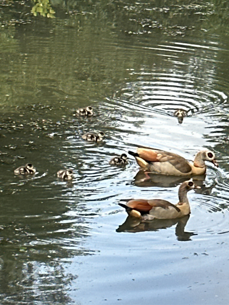 Due oche egiziane adulte nuotano con un gruppo di piccoli pulcini su acqua calma. I volatili caratteristici si muovono insieme sulla superficie dell'acqua.