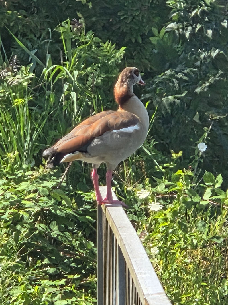 Un'oca egiziana si trova su una ringhiera di fronte a una densa vegetazione verde lungo la riva. L'animale è visto di lato e guarda a destra.