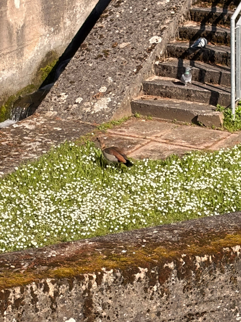 Un'oca egiziana cammina su un prato fiorito vicino a una scala in pietra. Sfondo con due piccioni.