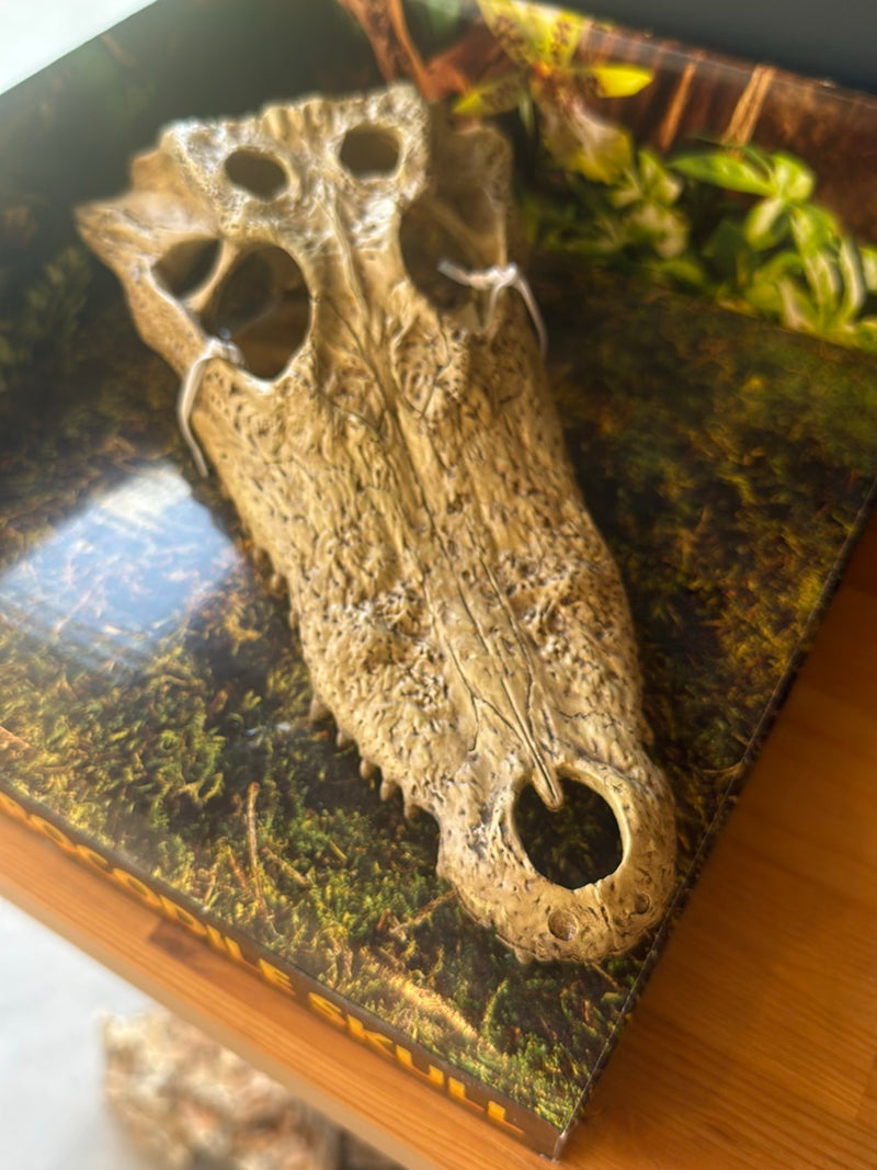 Coccodrillo del Nilo — Bild 2