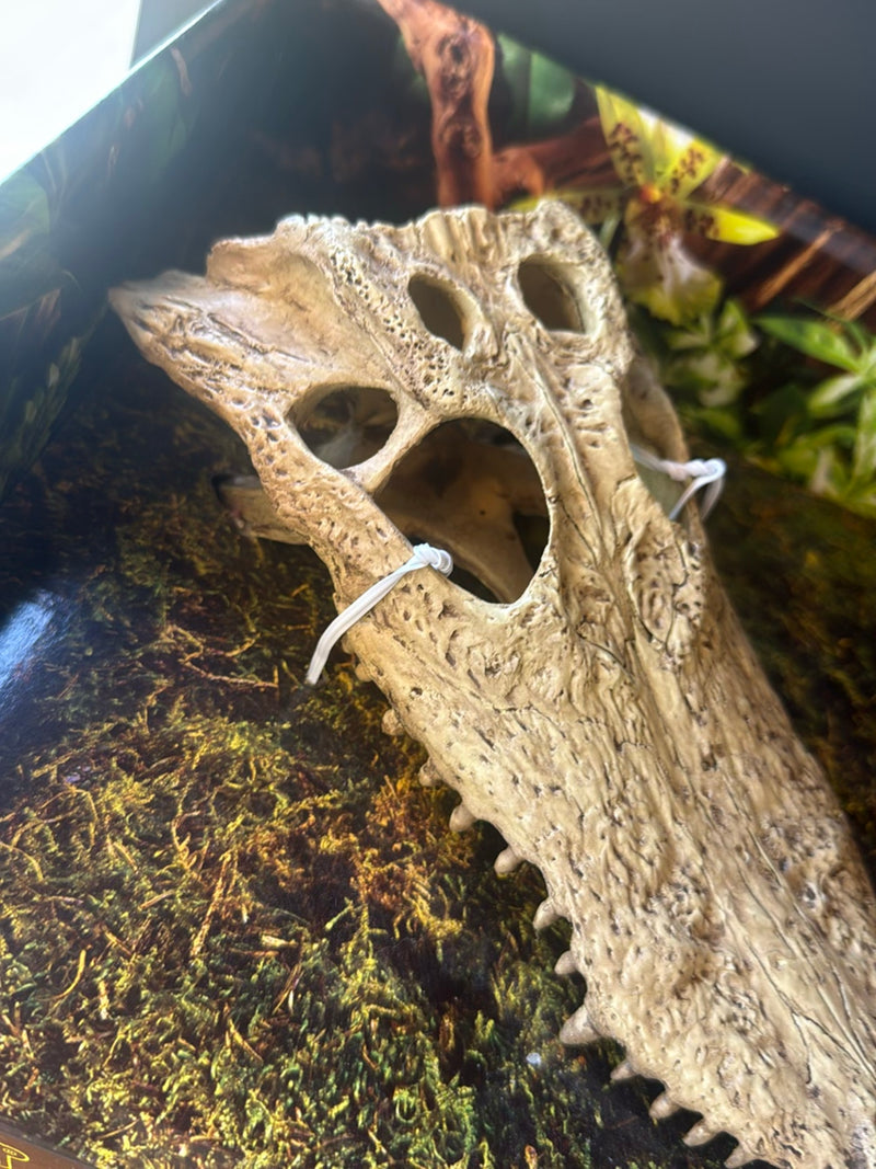 Coccodrillo del Nilo — Bild 1