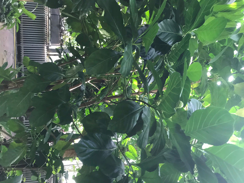 L'immagine mostra una pianta di noni con grandi foglie verdi lucide e un frutto immaturo e nodoso. Lo scatto cattura il fogliame denso dal basso.