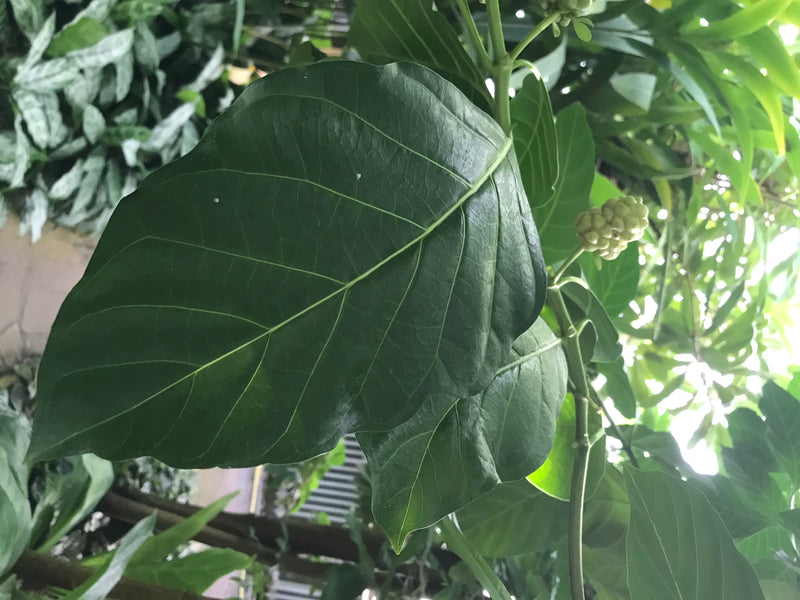 Sono visibili una grande foglia verde lucida e un'infiorescenza immatura di una pianta di noni. La prominente nervatura fogliare è chiaramente riconoscibile.