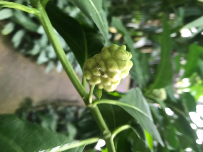Si vede il frutto acerbo e bitorzoluto di un noni (Morinda citrifolia) che cresce su un ramo verde. È circondato da foglie verdi.
