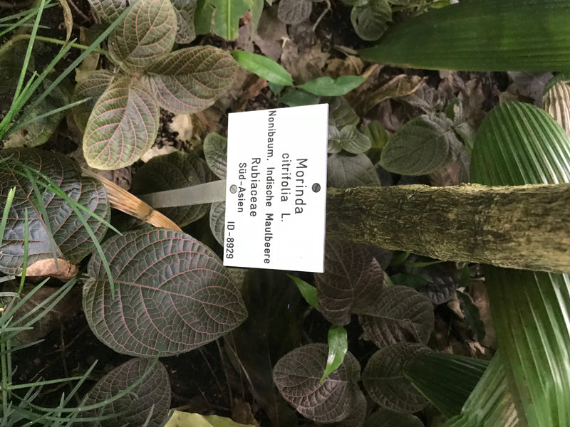 Si vede il tronco e le foglie di una pianta di noni (Morinda citrifolia) con un cartello identificativo sullo sfondo. Lo scatto mostra la pianta in un ambien...