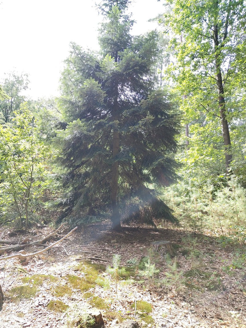 Abete Nordmann — Bild 1