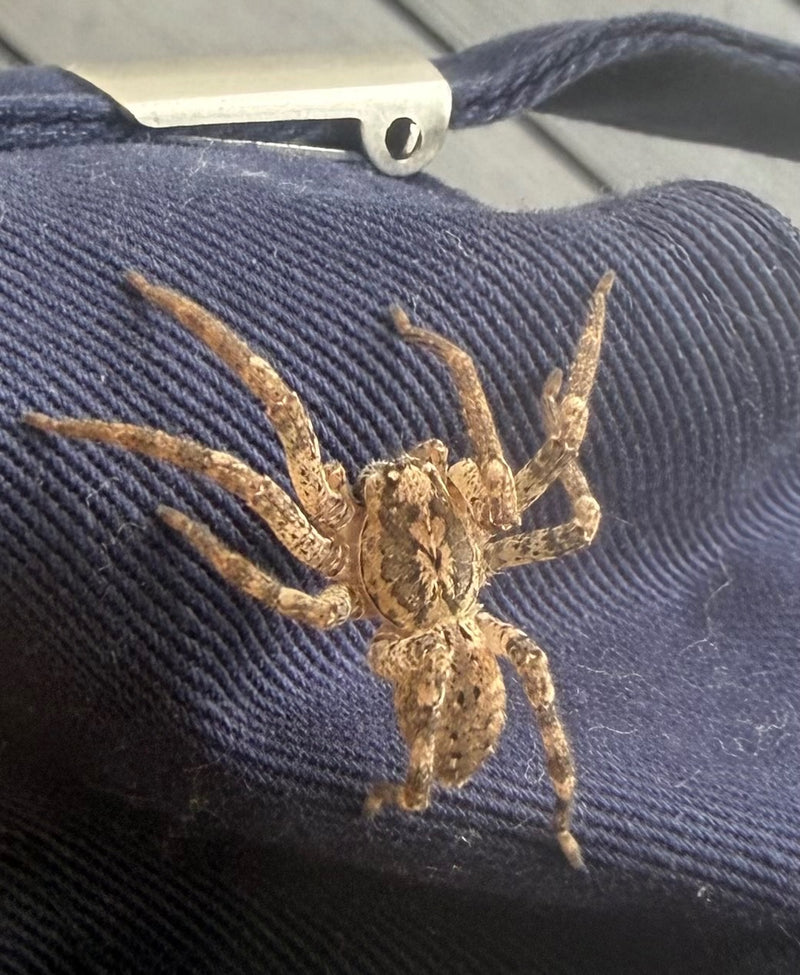 L'immagine mostra un ragno Zoropsis spinimana poggiato su un tessuto blu. Si trova in posizione di riposo e mostra la sua tipica struttura.