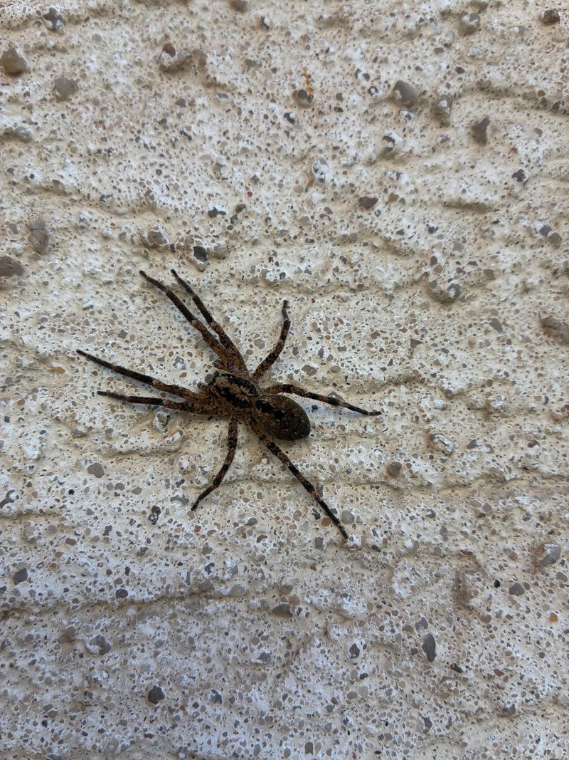 Un esemplare di Zoropsis spinimana si trova con le zampe distese su una parete chiara e ruvida.
