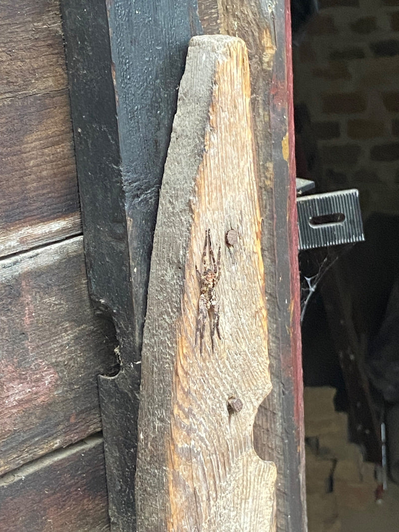 Un ragno Nosferatu siede immobile su una tavola di legno verticale e intemperie. Il disegno tipico sul suo corpo è chiaramente visibile.