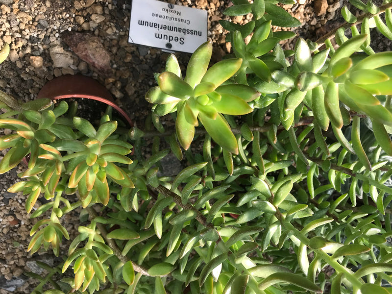 Nussbaumers Fetthenne — foto 1 di 1