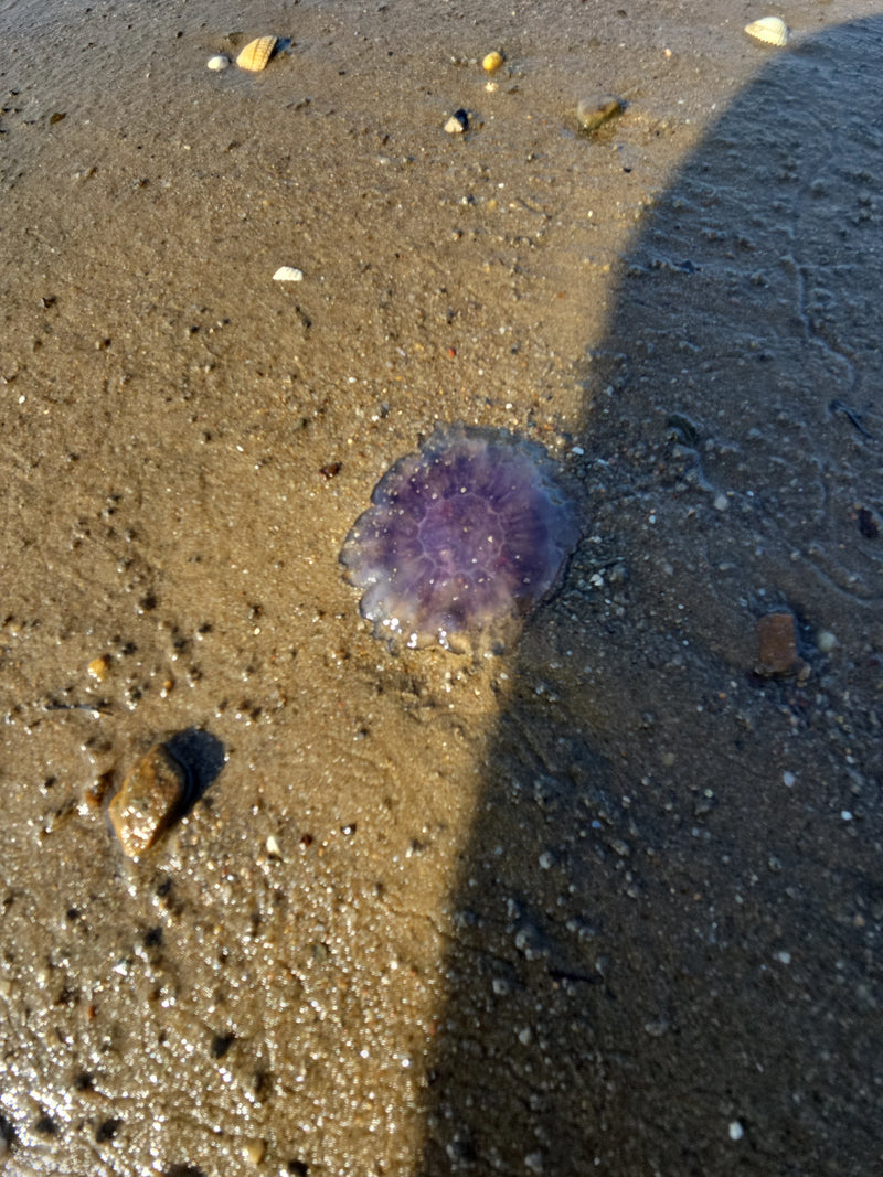 meduse dell'orecchio — Bild 2