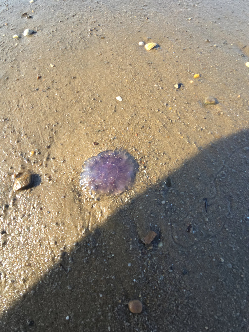 meduse dell'orecchio — Bild 3