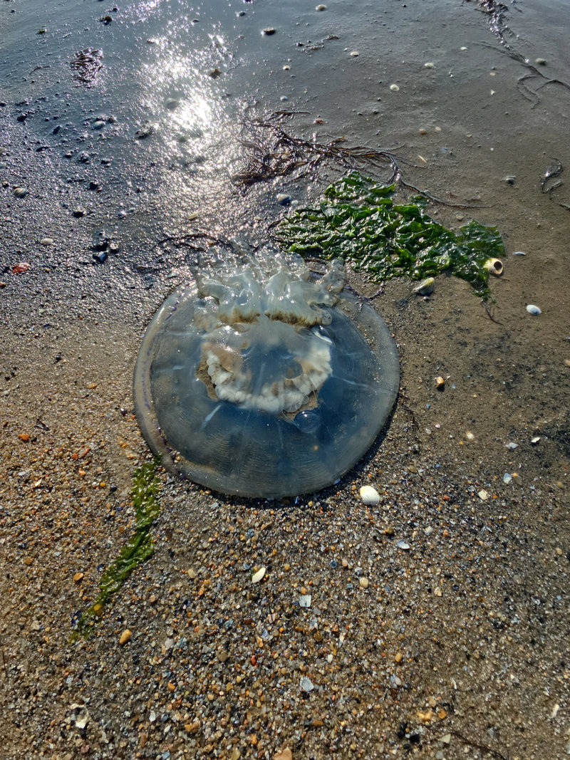 meduse dell'orecchio — Bild 1