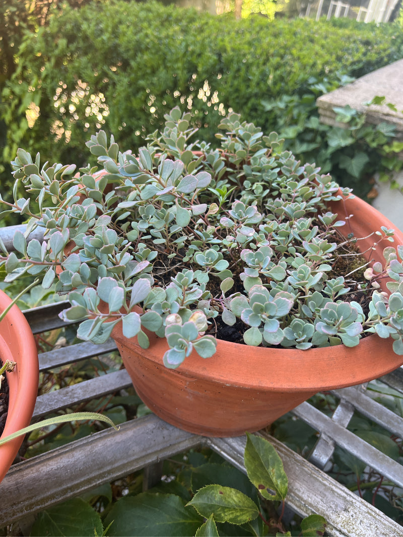 Sedum di ottobre — foto 2 di 5
