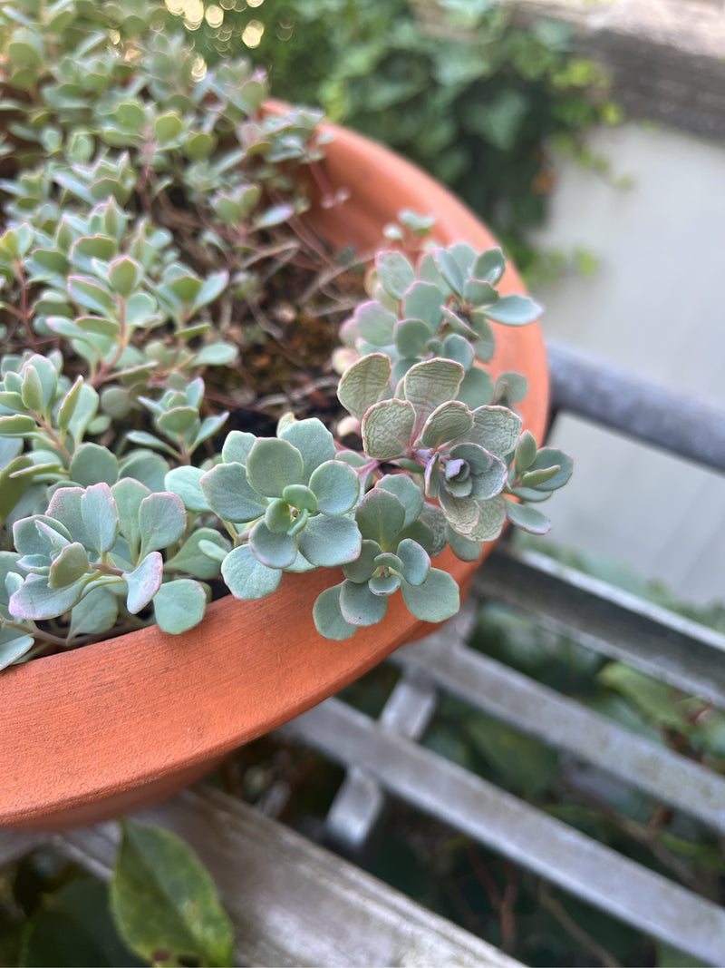 Sedum di ottobre — foto 5 di 5