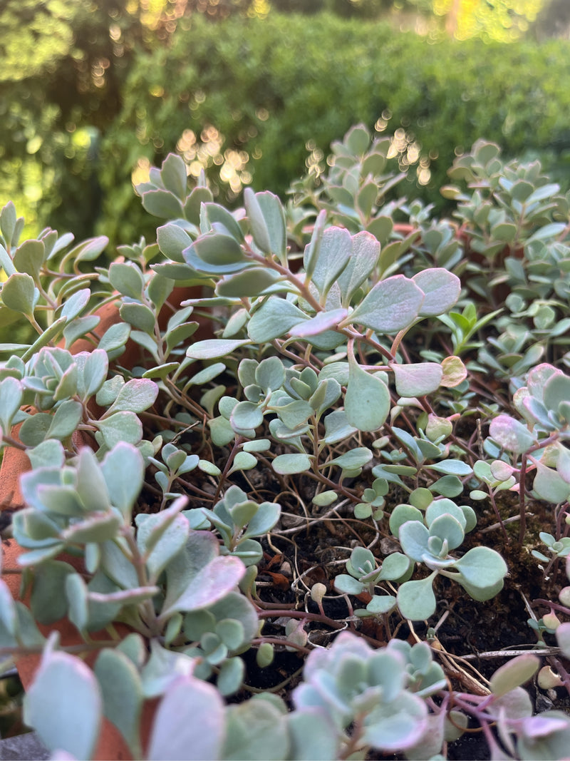 Sedum di ottobre — foto 3 di 5