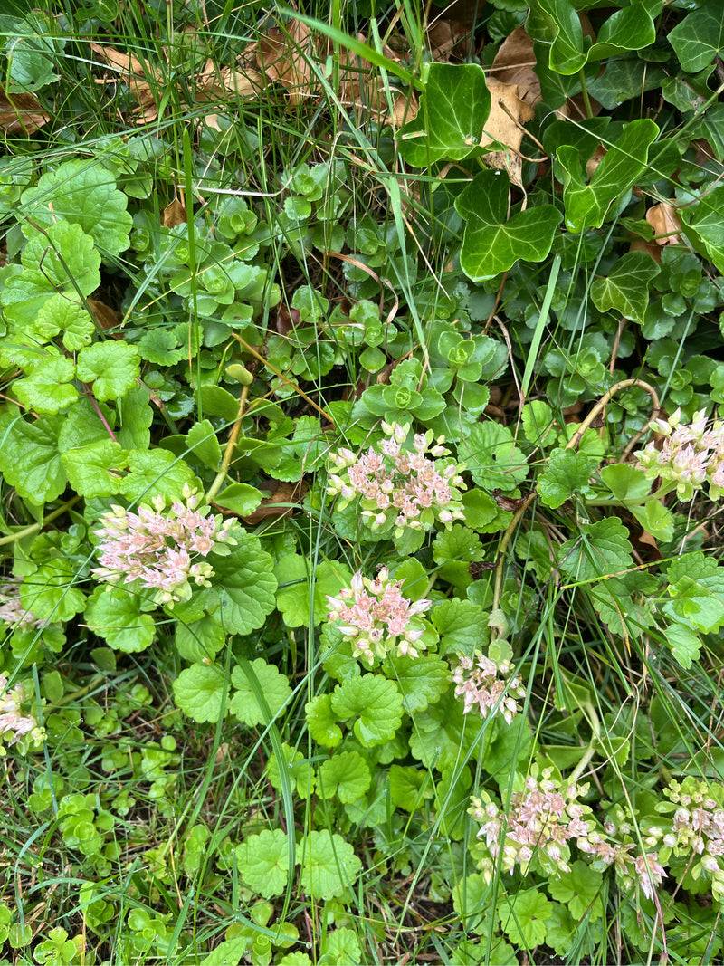 Sedum di ottobre — foto 1 di 5