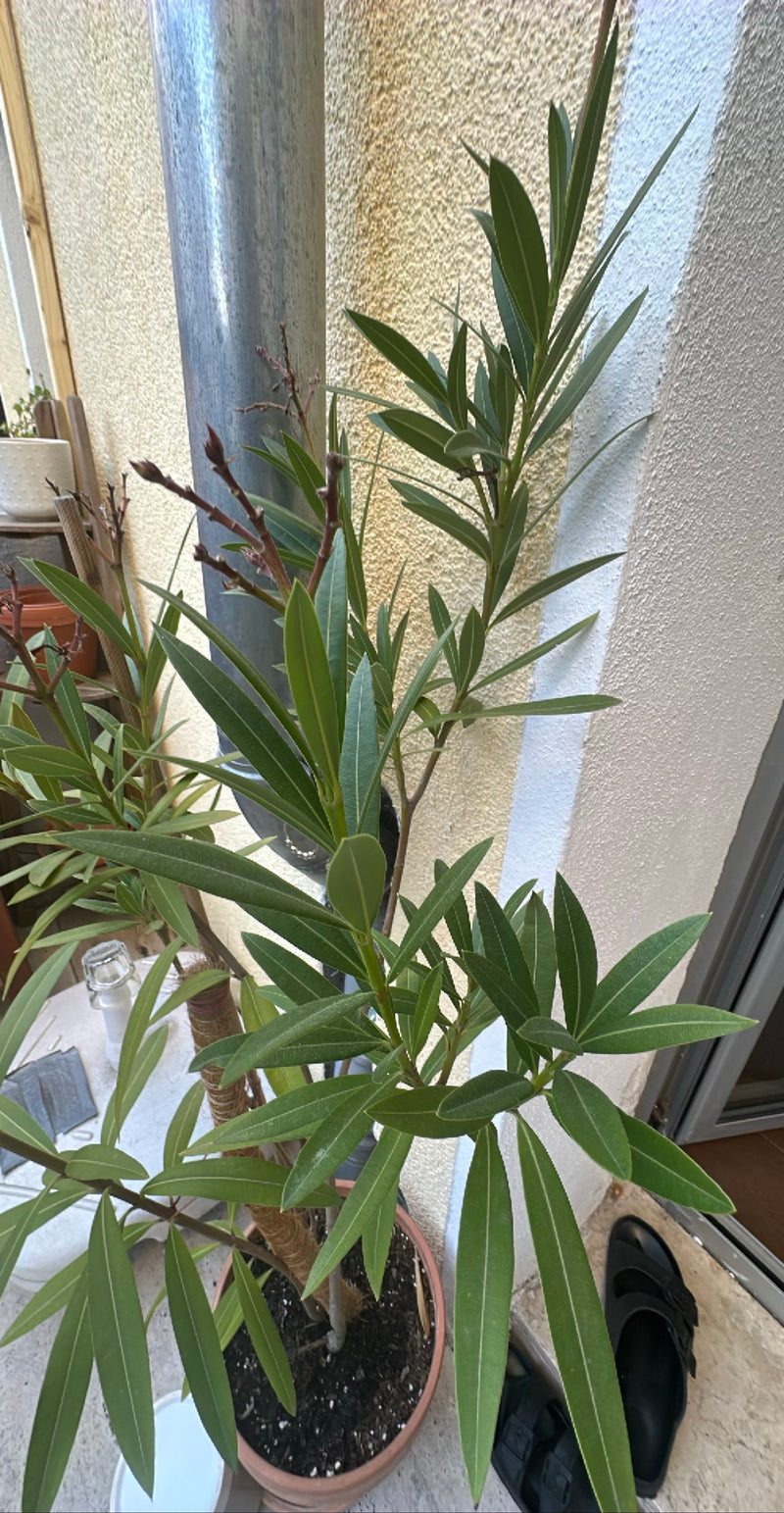 oleandro — Bild 1